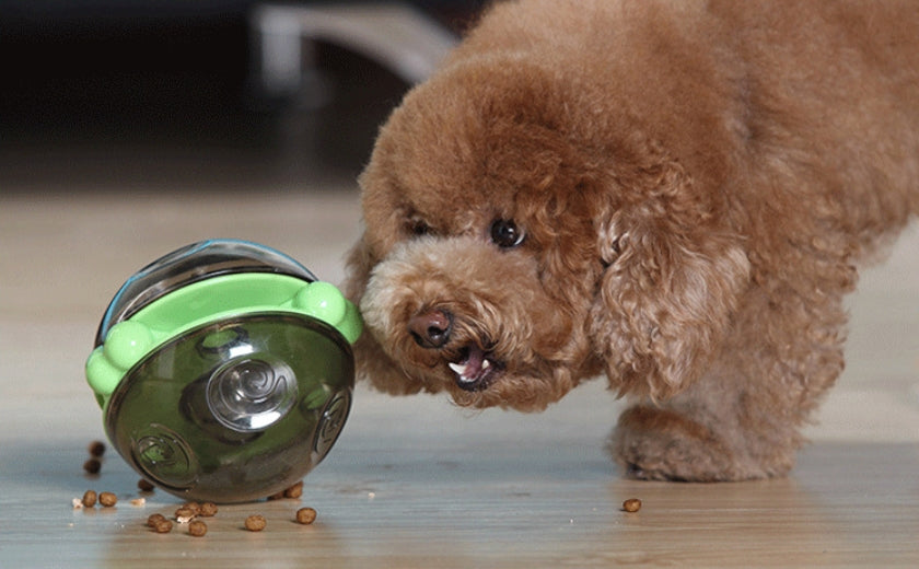 Mangeoire Lente en Plastique pour Chien