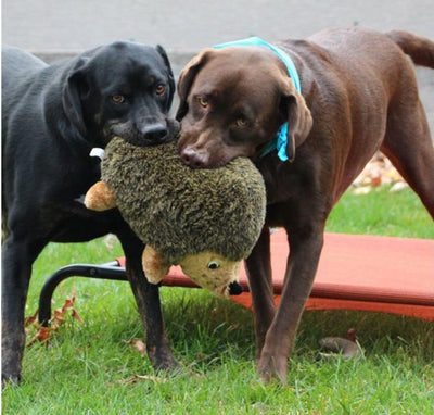 Plush Hedgehog Squeak Toy for Dogs