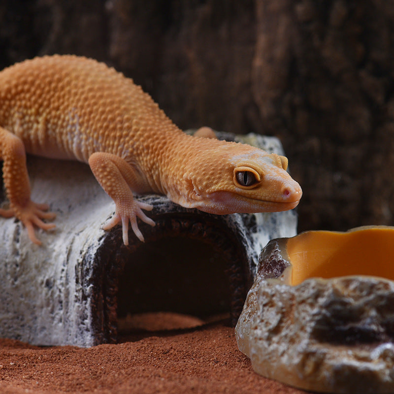 Birchwood Cave for Reptiles