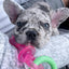 Rubber Teething Ring for Dogs