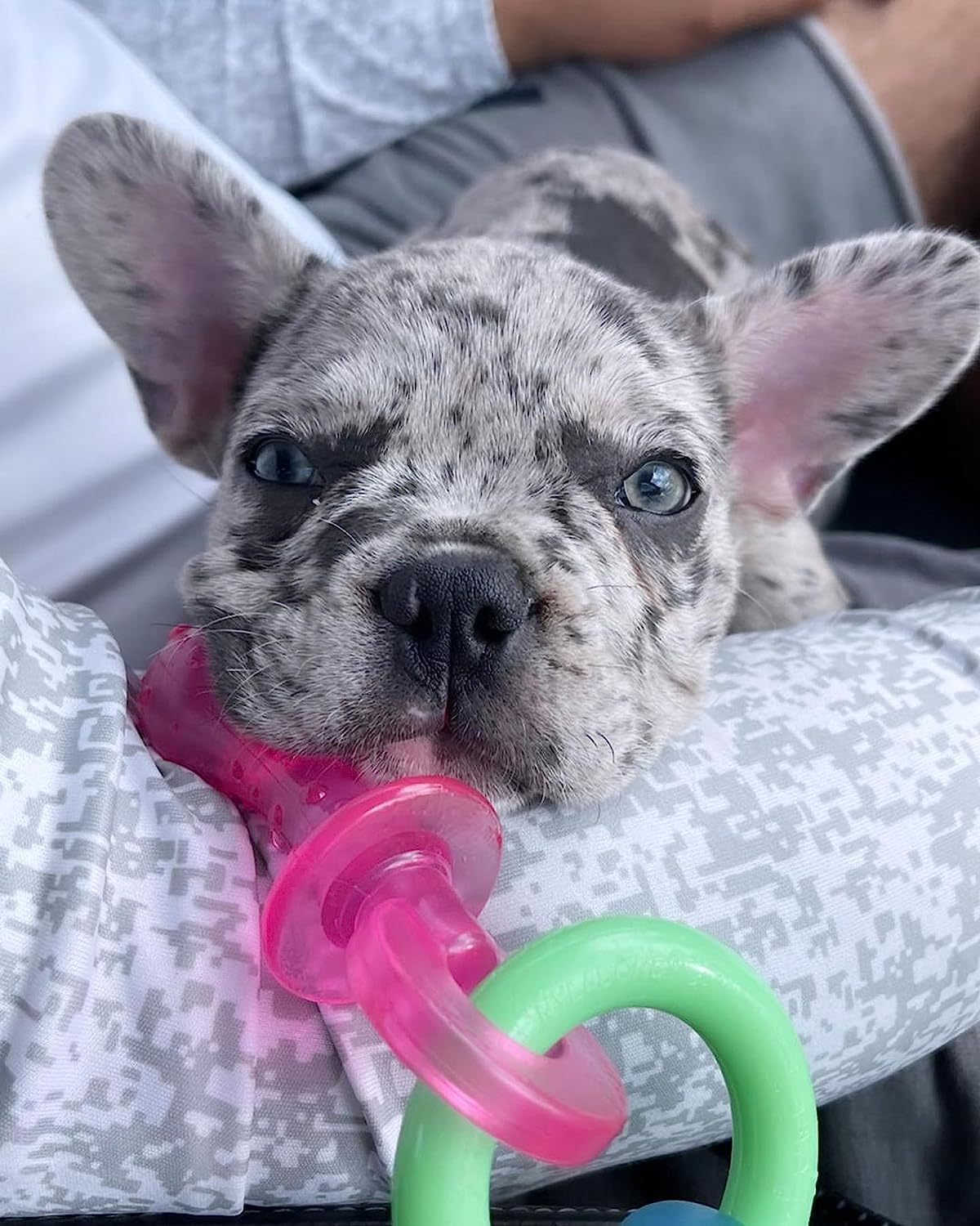 Rubber Teething Ring for Dogs