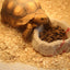 White Sawdust Bedding Material for Reptiles