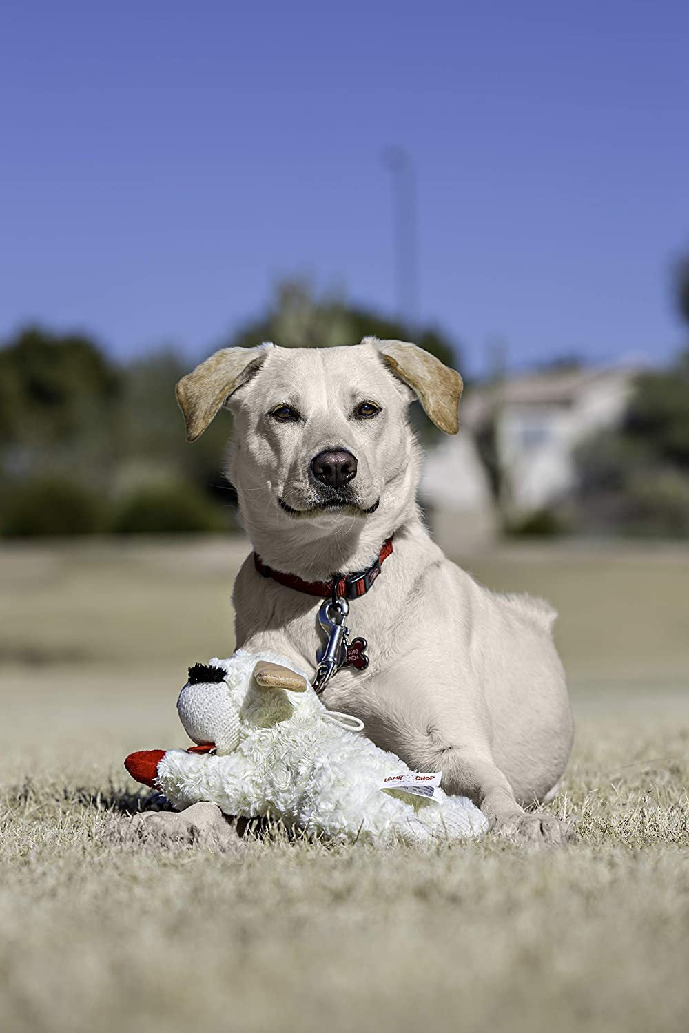 Plush Lamb Squeak Toy for Dogs