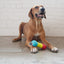 Rubber Multi-Sound Squeak Toy for Dogs