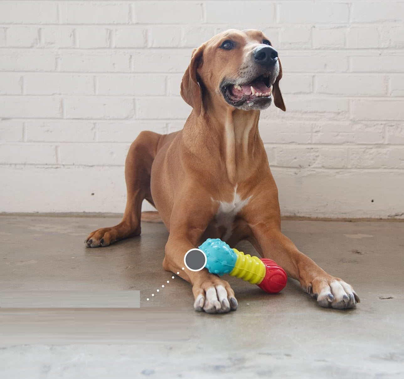 Rubber Multi-Sound Squeak Toy for Dogs